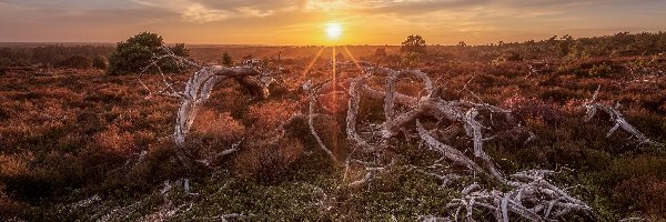 Zachód słońca, Holterberg, Wrzosowisko, Prowincja Overijssel, Holandia, Konary, Suche