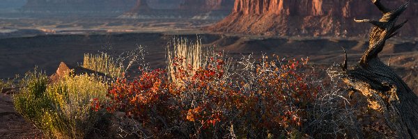 Stany Zjednoczone, Skały, Krzewy, Park Narodowy Canyonlands, Kanion, Stan Utah, Rośliny