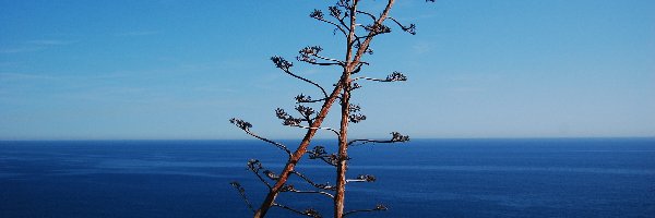 Hiszpania, Tossa de Mar, Costa Brava, Agawy, Kwiaty