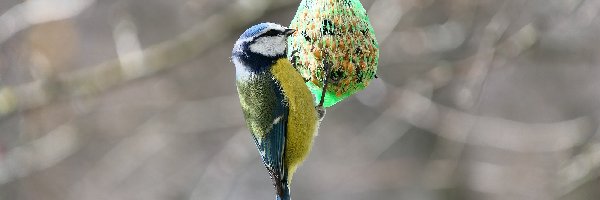 Sikorka, Ptak, Modraszka zwyczajna, Kula łojowa, Pokarm