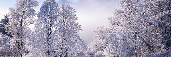 Ścieżka, Oszronione, Drzewa, Śnieg, Zima, Mgła, Góry