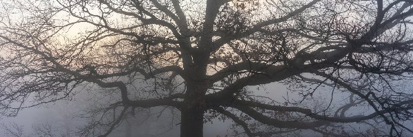 Mgła, Drzewa, Park, Jesień, Ławka