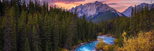 Rzeka, Alberta, Las, Evelyn Creek, Narodowy Jasper, Góry, Colin Range, Kanada, Park, Drzewa