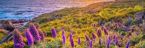 Stany Zjednoczone, Morze, Wybrzeże, Żmijowiec, Kwiaty, Kalifornia, Big Sur