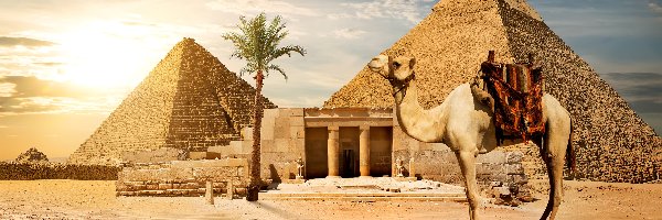 Palmy, 2D, Wielbłąd, Piramidy