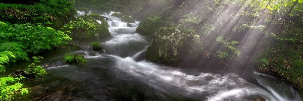 Krzewy, Kamienie, Drzewa, Przebijające światło, Rzeka, Las