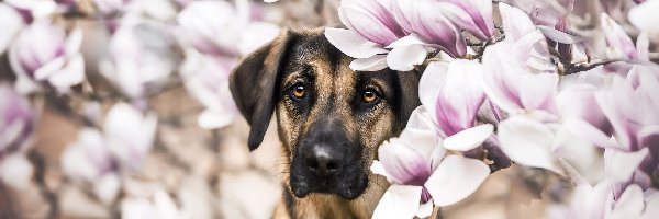 Brązowy, Magnolie, Kwiaty, Pies