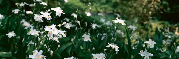 Kwiaty, Kosaciec japoński, Irysy, Białe