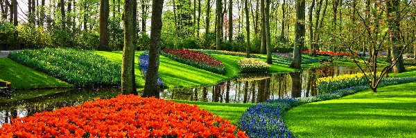 Szafirki, Tulipany, Kolorowe, Rabaty, Park, Wiosna, Drzewa, Kwiaty, Strumień