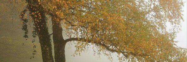 Drzewa, Łąka, Mgła, Jesień