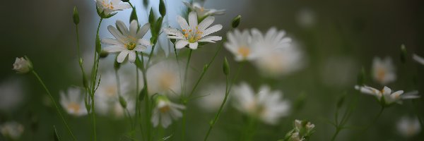 Białe, Zbliżenie, Kwiaty, Gwiazdnica wielkokwiatowa