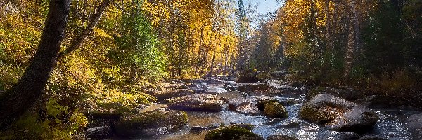 Kamienie, Drzewa, Rzeka, Jesień, Pożółkłe, Las