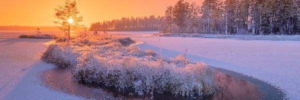 Wschód słońca, Rzeka, Siegieża, Drzewa, Zima, Rosja, Karelia