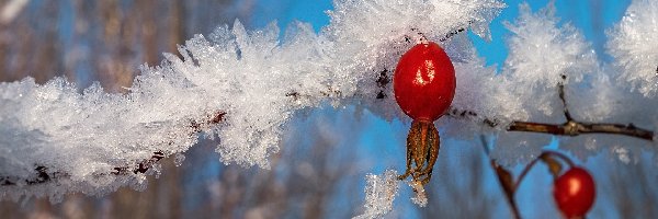 Owoce, Gałązka, Śnieg, Dzika róża