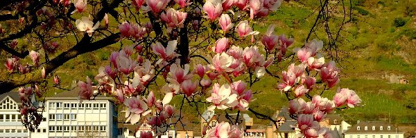 Domy, Gałęzie, Magnolia