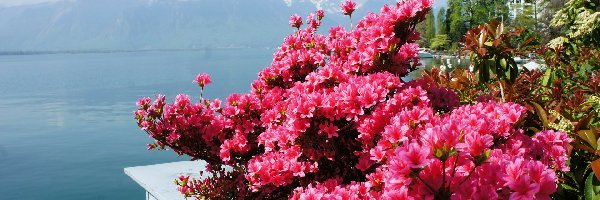 Różanecznik, Kwiaty, Różowe, Jezioro, Góry