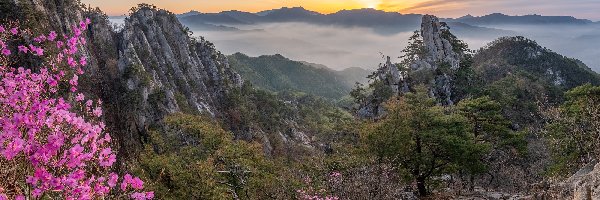 Skały, Unaksan, Korea Południowa, Drzewa, Wschód słońca, Mgła, Kwiaty, Góry