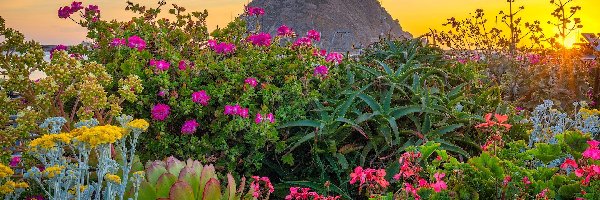 Góra, Kwiaty, Promienie słońca, Kaktus, Kolorowe