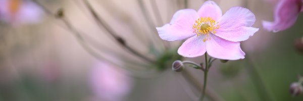 Kwiat, Zbliżenie, Zawilec japoński, Różowy