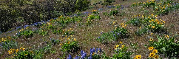 Dalles Mountain Ranch, Drzewa, Stany Zjednoczone, Łubin, Polne, Kwiaty, Balsamorhiza, Wzgórza, Łąka, Stan Waszyngton