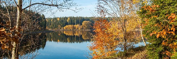 Jezioro, Drzewa, Żółte, Jesień