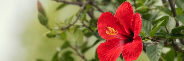 Hibiskus, Liście, Gałązka, Kwiat