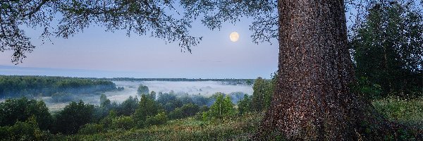 Drzewa, Rośliny, Krzewy, Mgła, Trawa