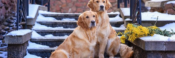 Gałązki, Golden retrievery, Schody, Śnieg, Dwa, Psy