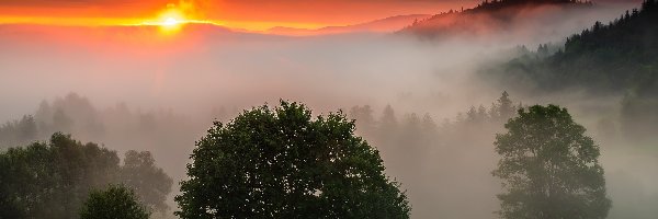 Drzewa, Beskidy, Polska, Zachód słońca, Lasy, Zawoja, Mgła, Góry