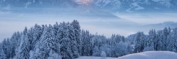 Promienie słońca, Drzewa, Śnieg, Góry, Zima, Poranek, Mgła