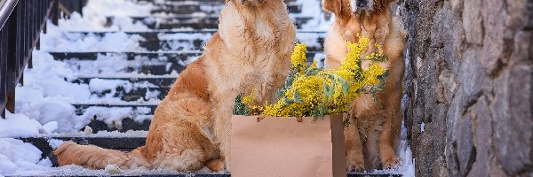 Kwiaty, Golden retrievery, Ośnieżone, Psy, Dwa, Torebka, Schody