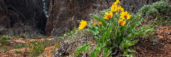 Balsamorhiza, Rośliny, Kępka, Skały, Góry, Kwiaty, Żółte