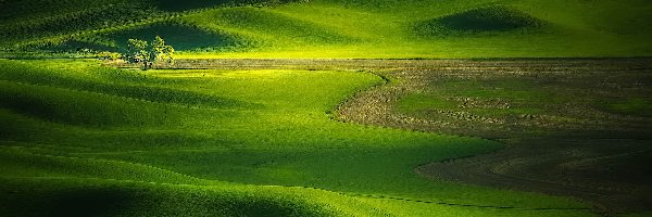 Łąki, Palouse, Wzgórza, Drzewo, Stan Waszyngton, Stany Zjednoczone