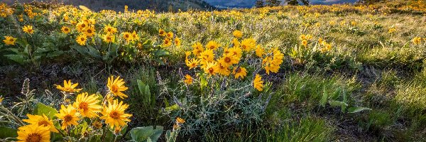 Drzewa, Balsamorhiza, Góry, Łąka, Kwiaty, Polana