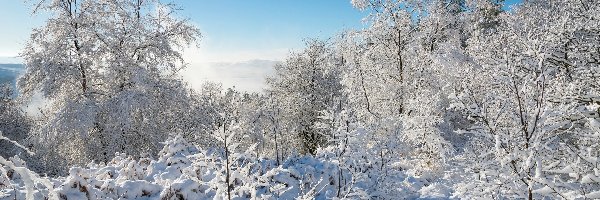 Wschód słońca, Drzewa, Krzewy, Mgła, Śnieg, Zima