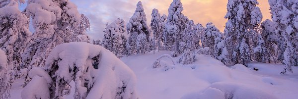 Zima, Drzewa, Śnieg, Zaspy, Wschód słońca