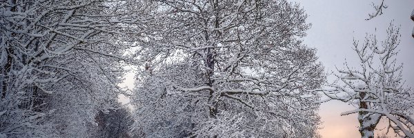 Ogrodzenie, Ośnieżone, Drzewa, Śnieg, Droga, Zima