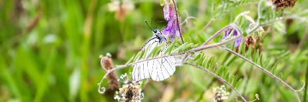 Owad, Niestrzęp głogowiec, Motyl, Rośliny, Kwiaty