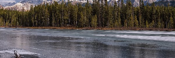 Spillway Lake, Las, Kanada, Alberta, Jezioro, Zima, Opal Mountain Range, Drzewa