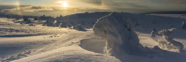 Rośliny, Śnieg, Zaśnieżone, Wschód słońca, Zaspy, Zima