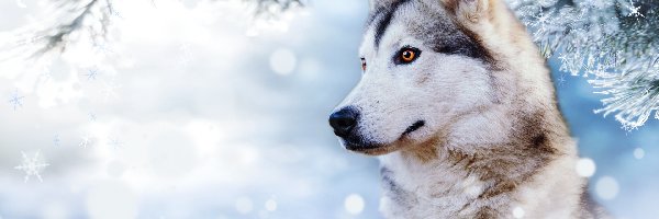 Gałąź, Zima, Śnieg, Profil, Siberian husky, Pies