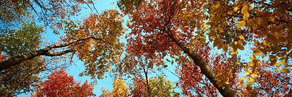 Jesień, Wierzchołki, Drzewa