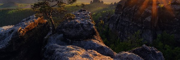 Park Narodowy Saskiej Szwajcarii, Góry Połabskie, Promienie słońca, Niemcy, Sosna, Skały