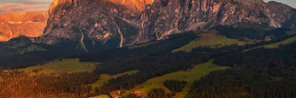 Dolomity, Drzewa, Góry Sassolungo, Włochy, Lasy