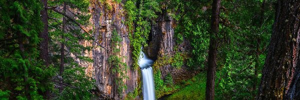 Drzewa, Skała, Wodospad, Oregon, Stany Zjednoczone, Las, Toketee Falls