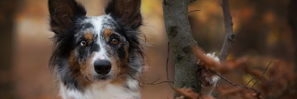 Obroża, Pomarańczowa, Border collie