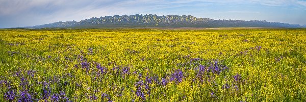 Góry, Kwiaty, Stany Zjednoczone, Kalifornia, Łąka, Rezerwat przyrody, Carrizo Plain National Monument, Polne