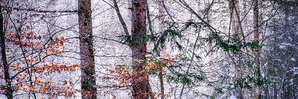 Drzewa, Zima, Gałęzie, Las