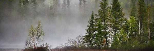 Las, Drzewa, Jezioro, Mgła