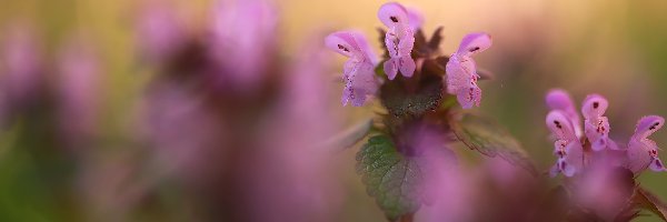 Fioletowe, Zbliżenie, Kwiaty, Jasnota purpurowa